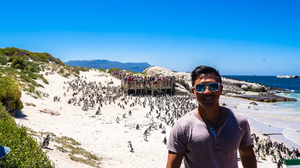 Boulder's Beach Penguins Cape Town Cape Point