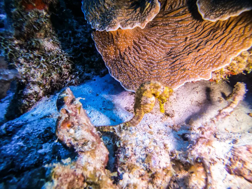 seahorse bonaire diving