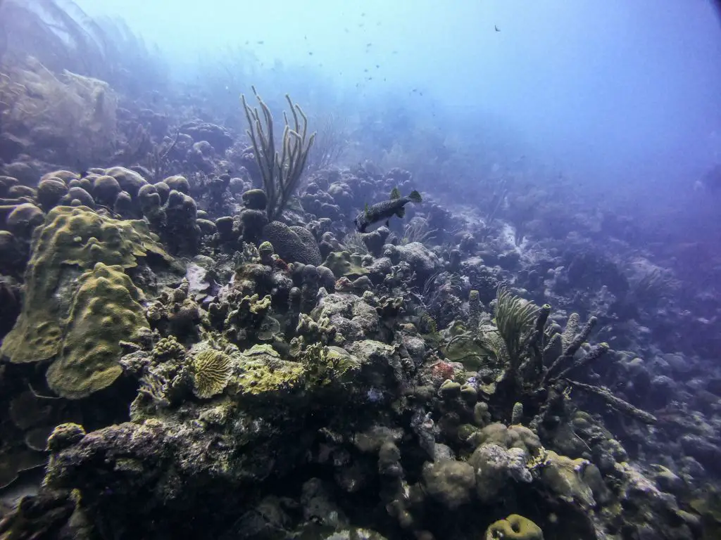 Scuba diving bonaire corals