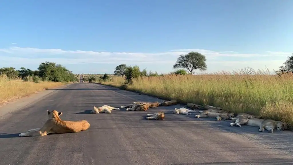 Lion's reclaiming the road in South Africa