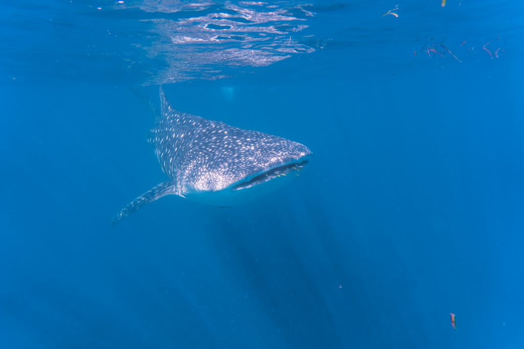 whale sharks mafia island