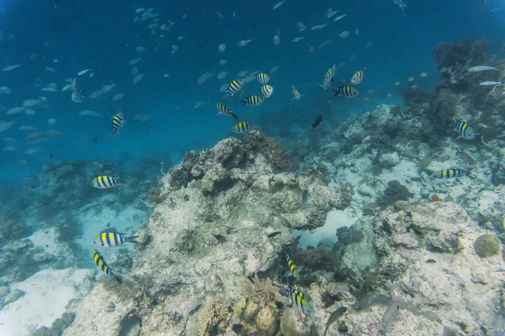 Mnemba Island Diving
