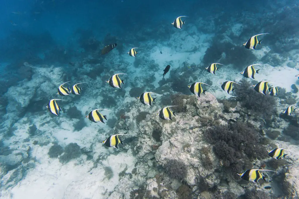 Mnemba Island Diving