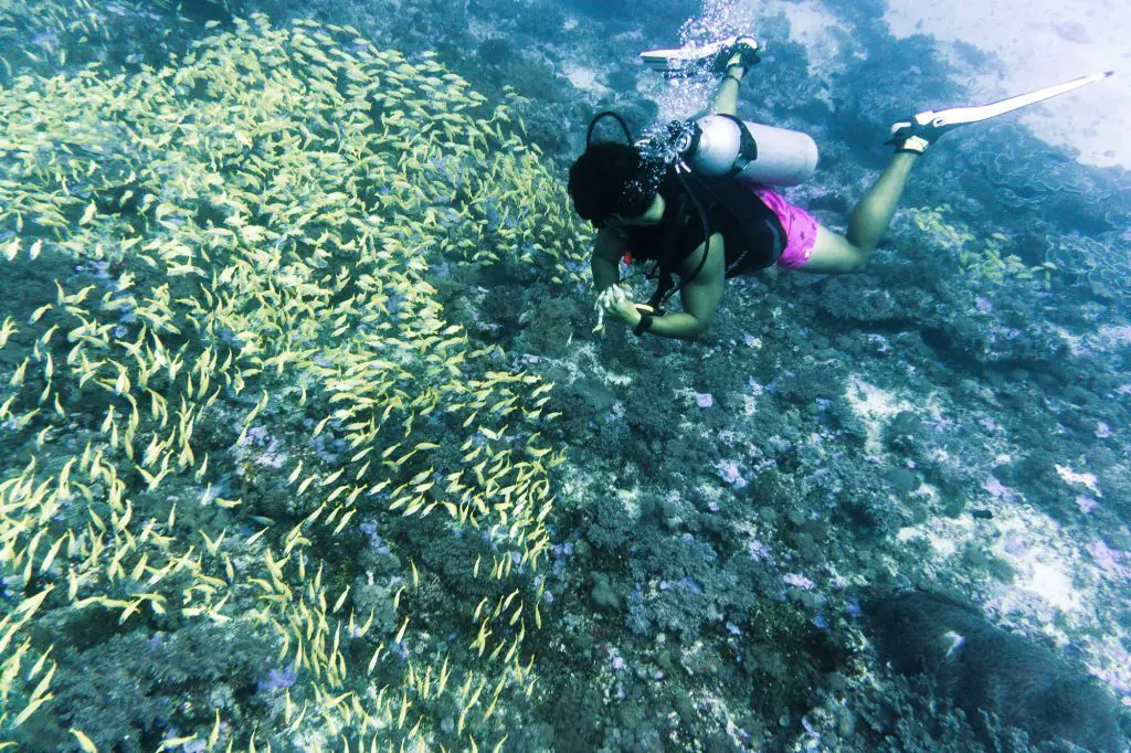 Diving Paje Zanzibar