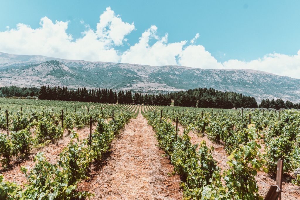 Ksara Winery Lebanon
