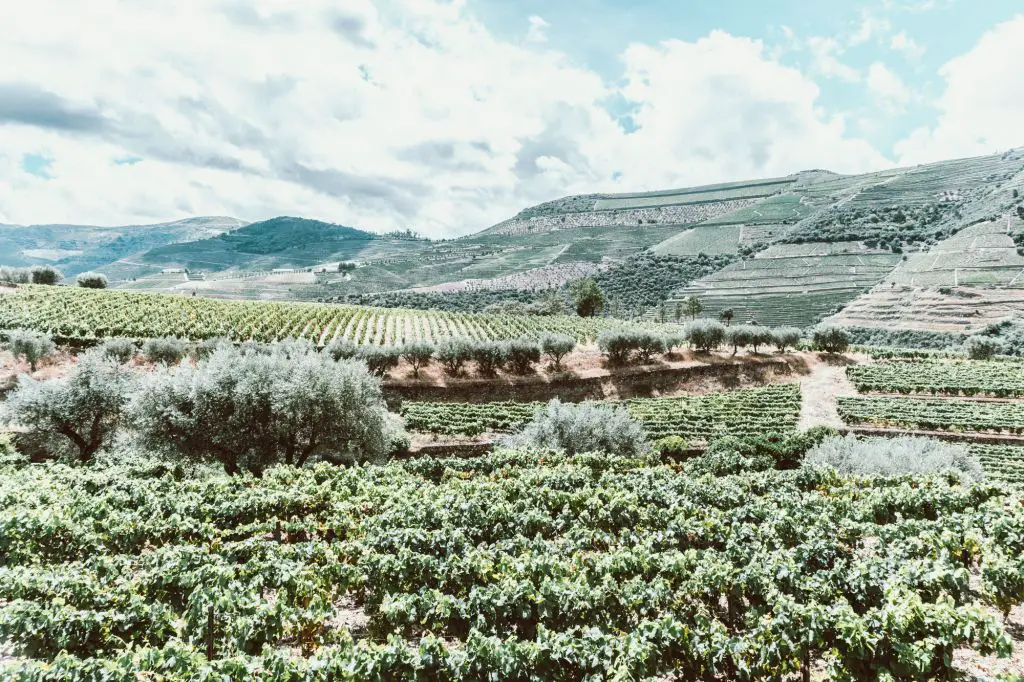 Croft Port Winery Porto Douro Valley