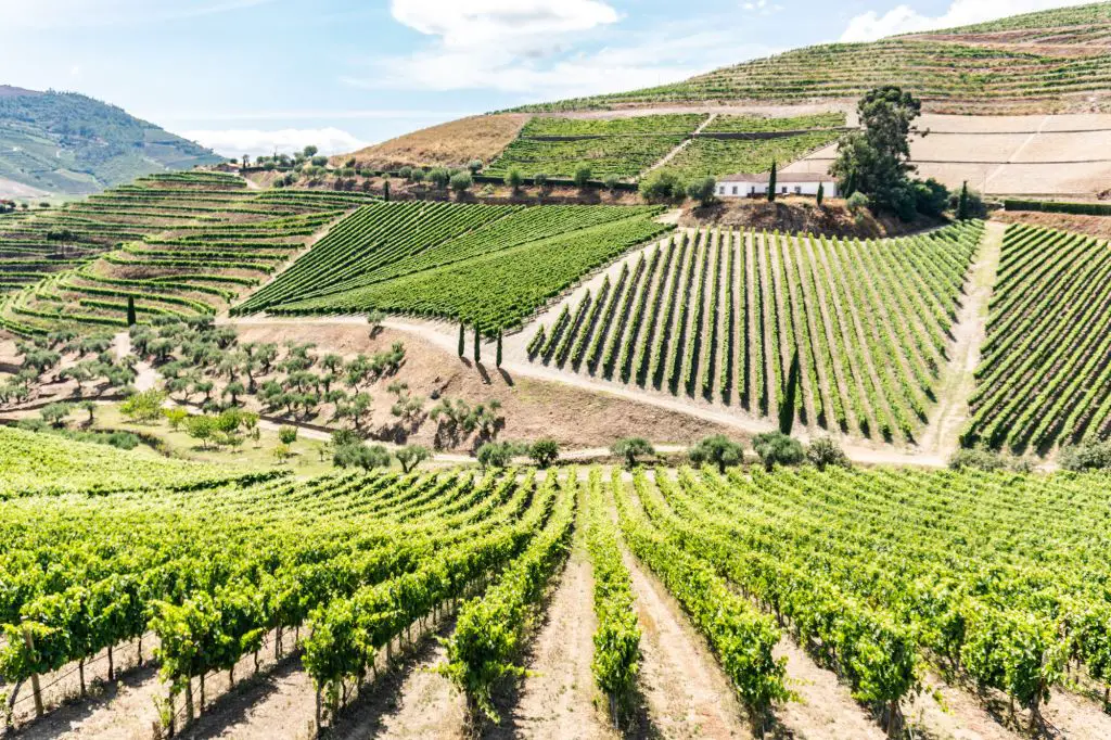 Douro Valley POrtugal vineyards