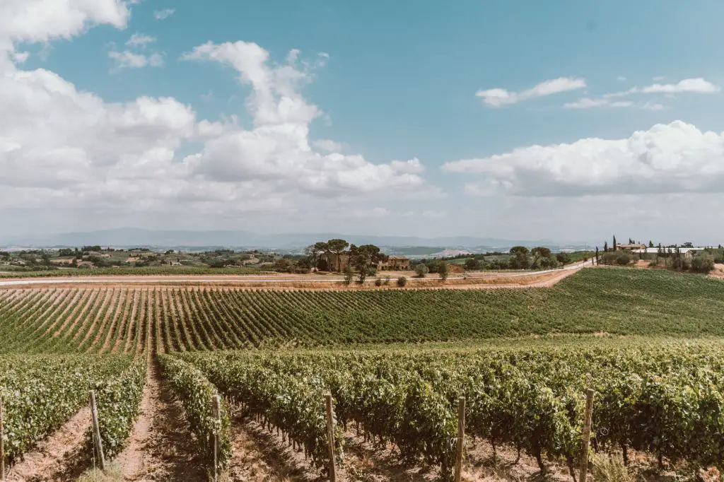 Tuscany vineyards views