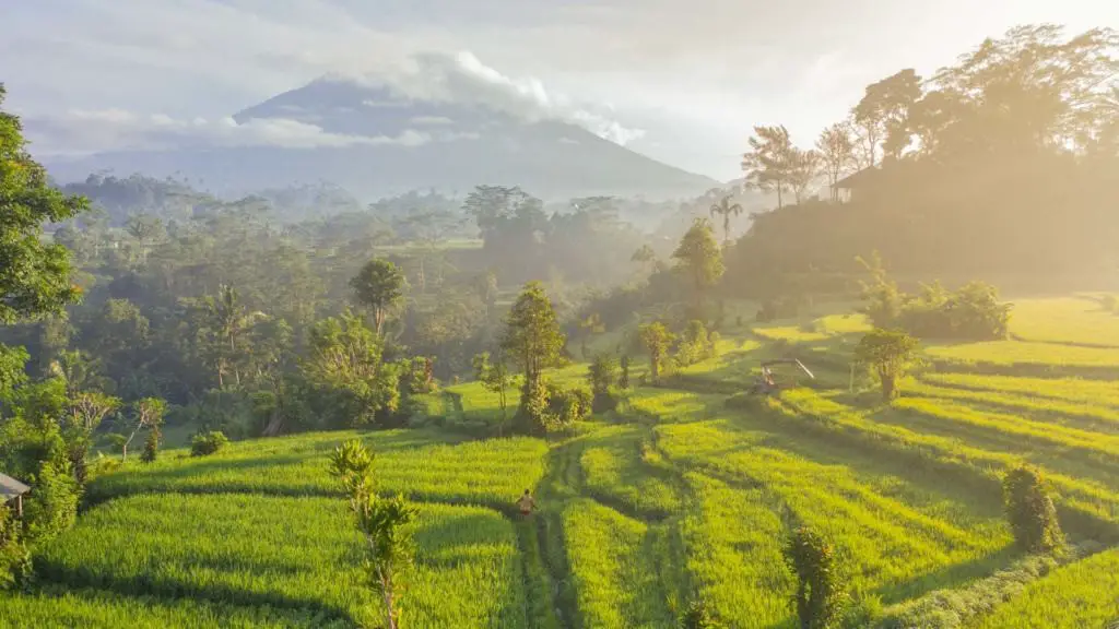 Bali rice field view