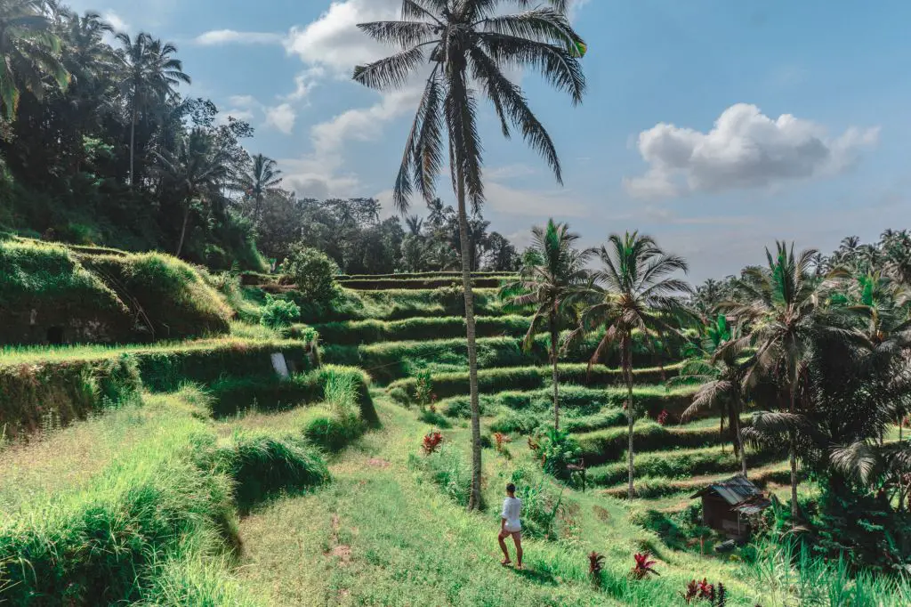 ubud tegalalang rice terrace