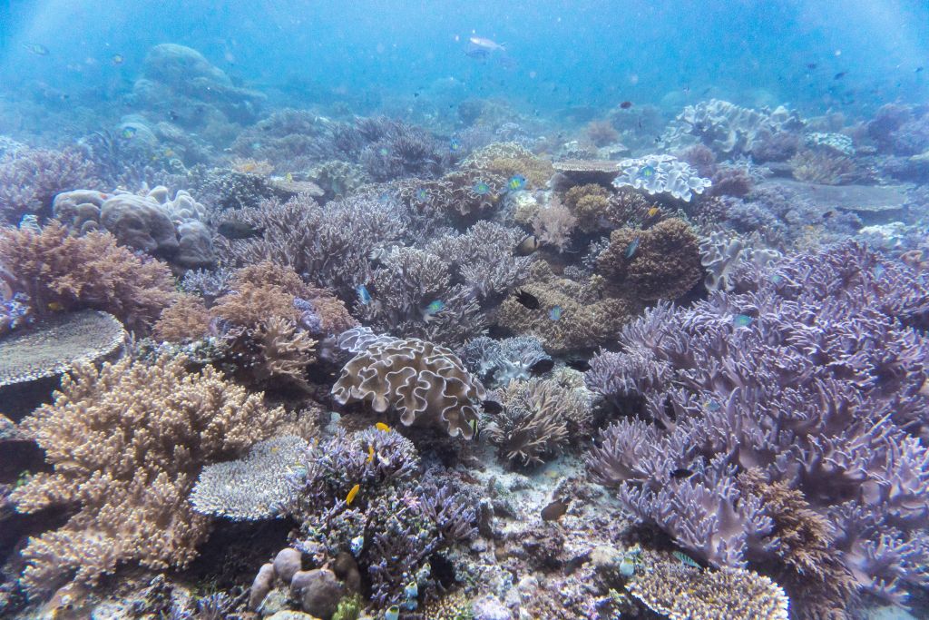 raja ampat corals