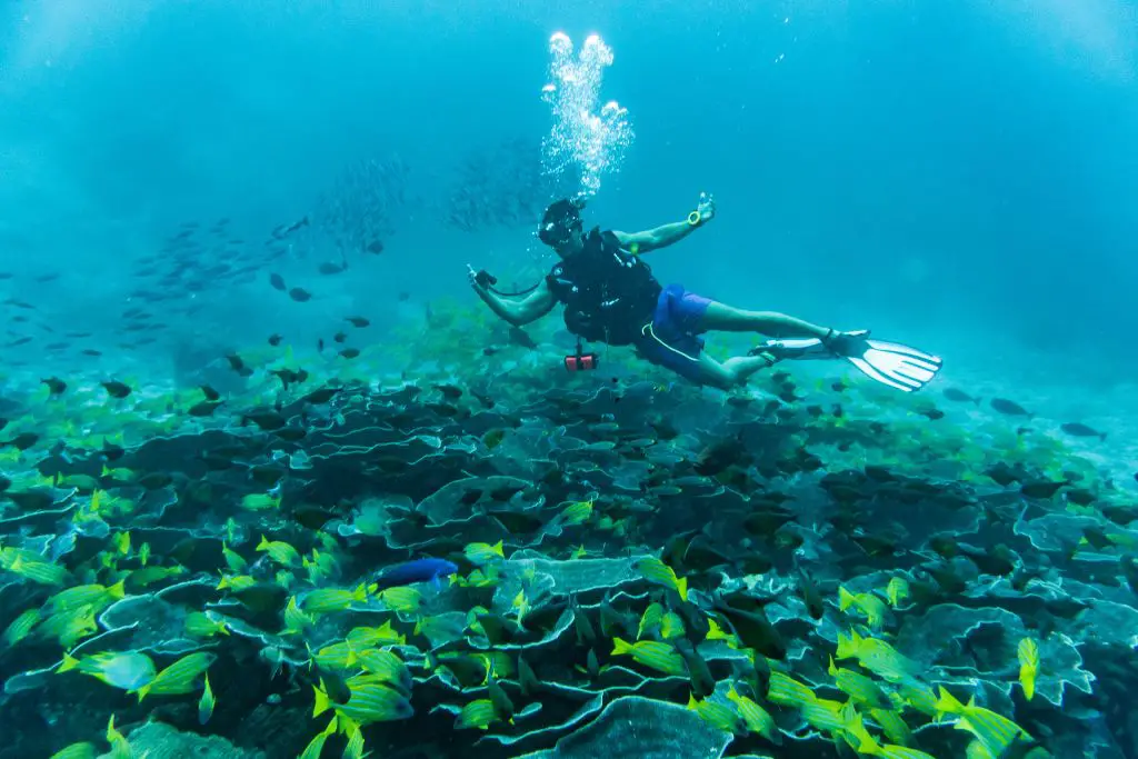 Mansuar island diving raja ampat