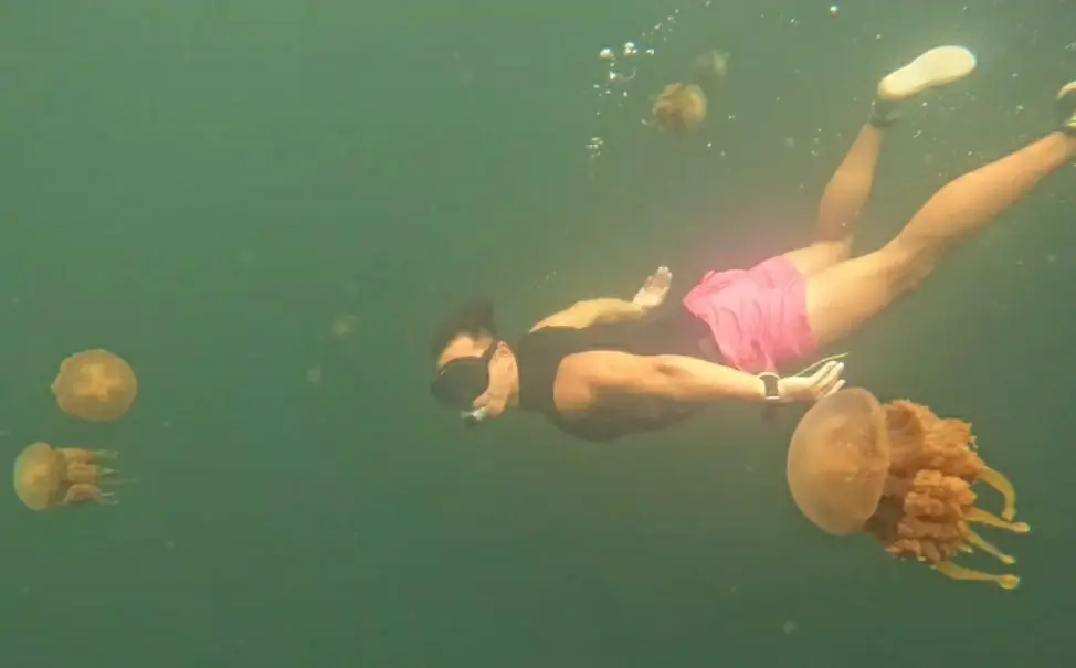 Jellyfish lake raja ampat