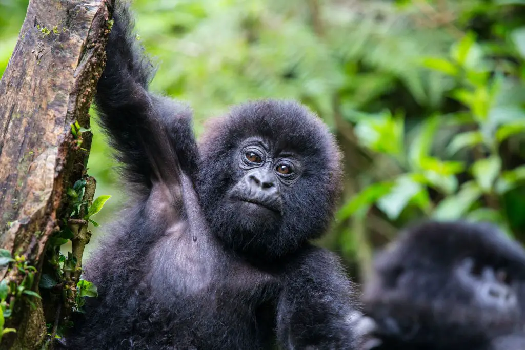 gorilla trekking rwanda uganda drc congo