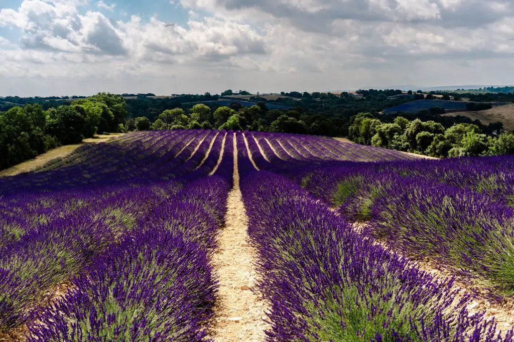 Provence Lavender fields France