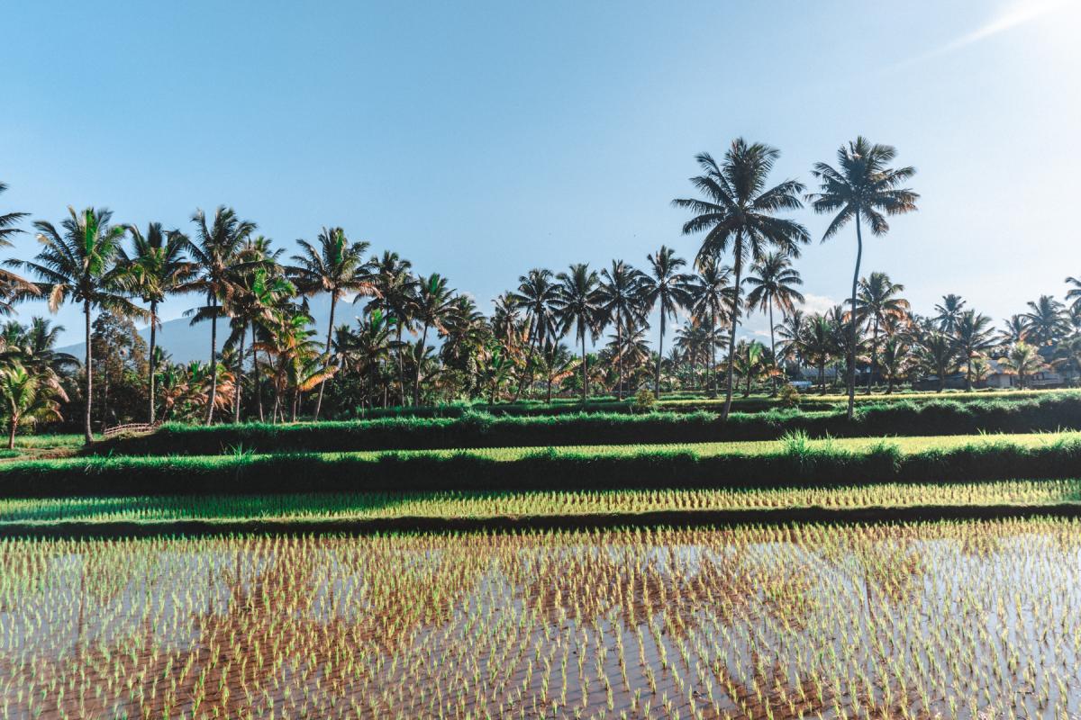rice fields in lombok