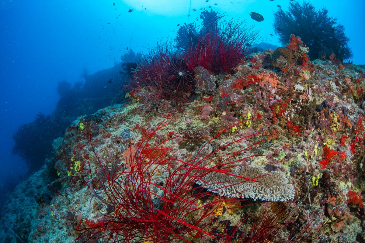 Yasawa islands scuba diving fiji