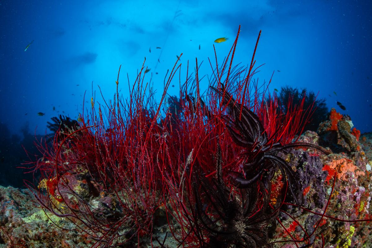 Yasawa islands scuba diving fiji