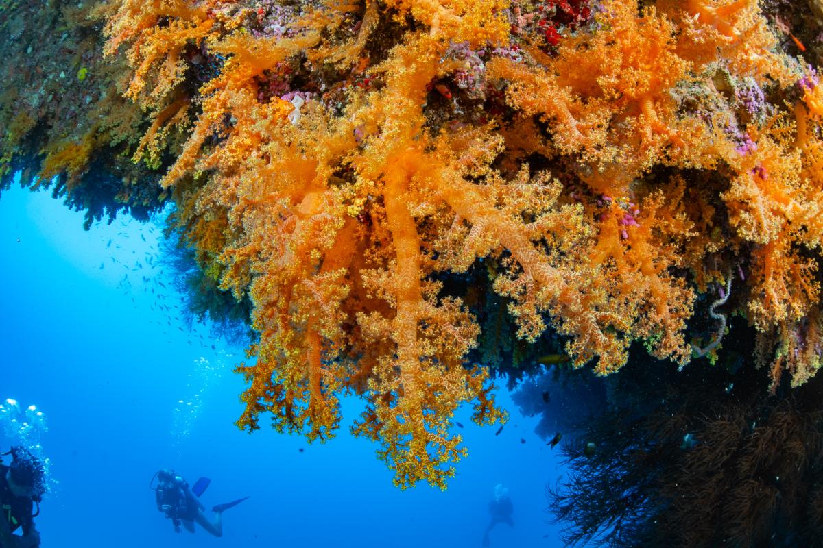Yasawa islands scuba diving fiji