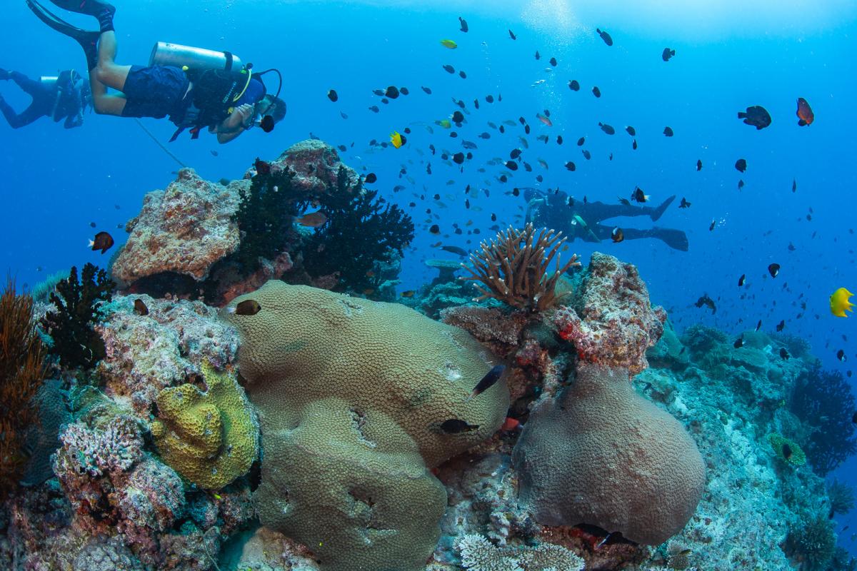 Yasawa islands scuba diving fiji