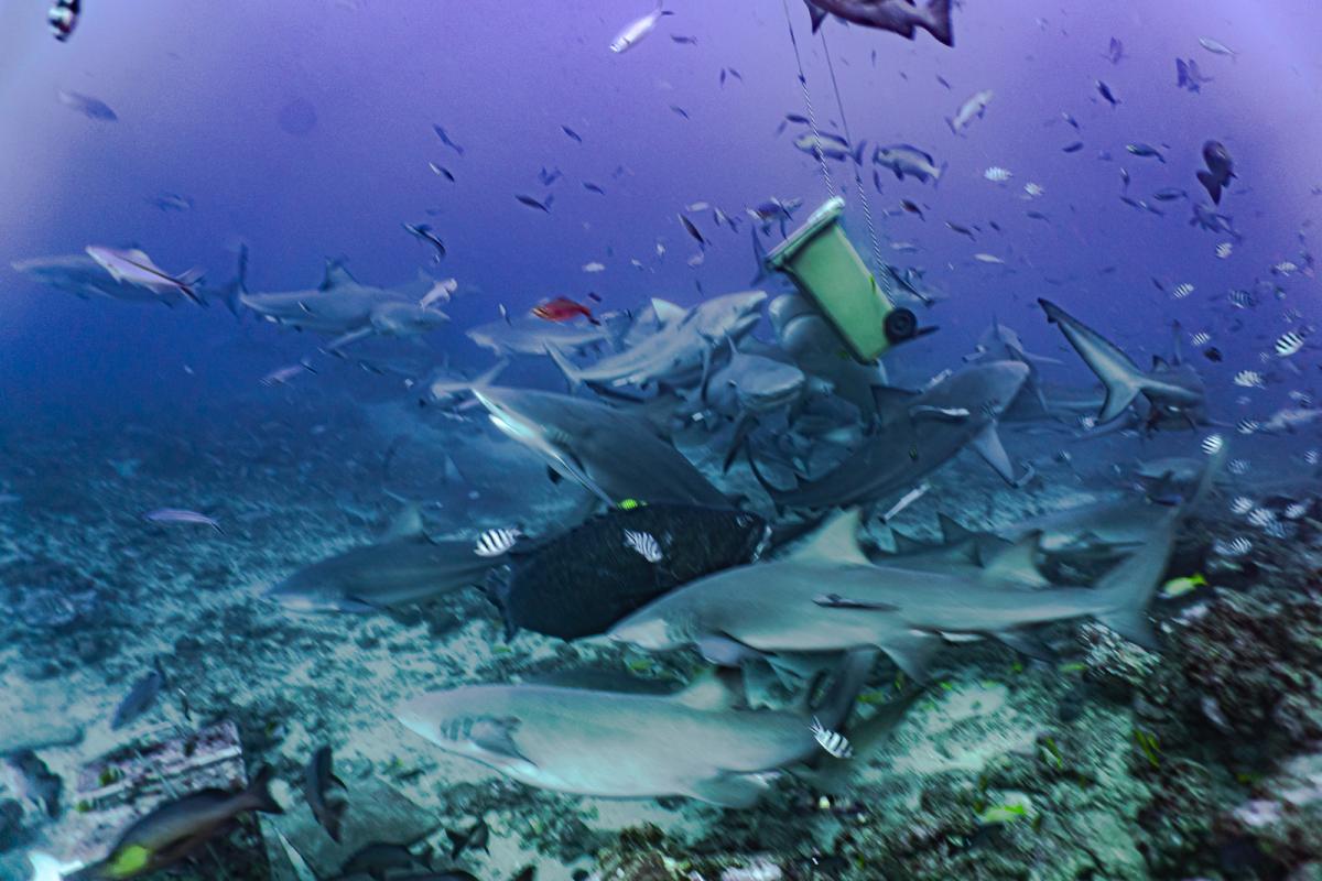 shark diving fiji beqa lagoon 
