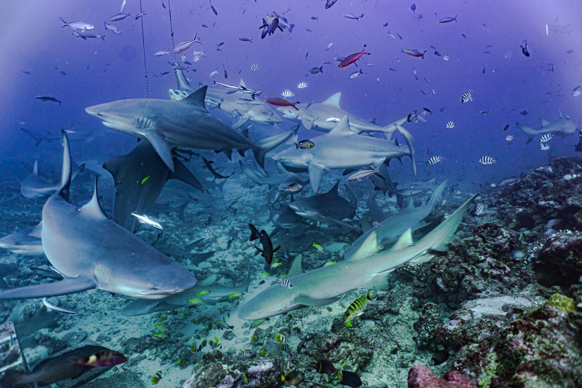 Beqa lagoon shark diving fiji