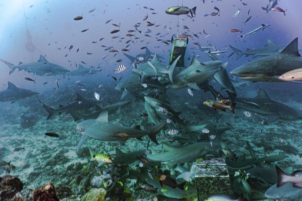 Beqa lagoon shark diving fiji