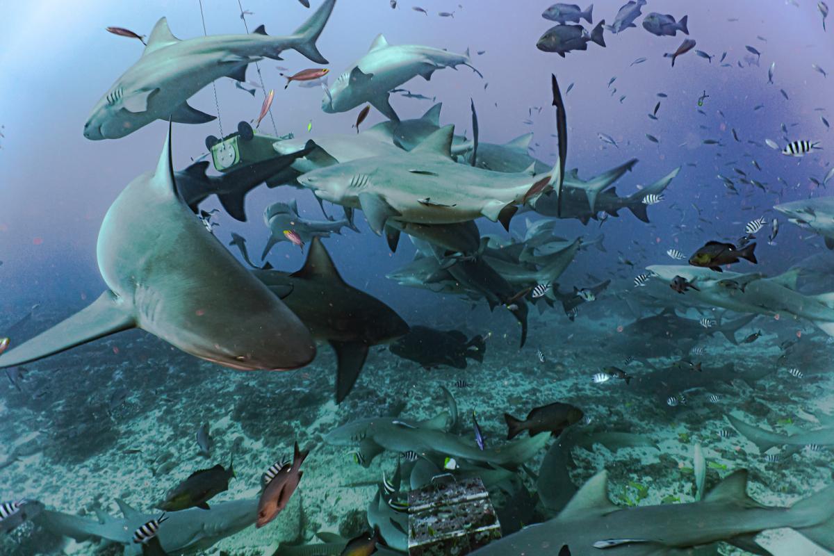 Beqa lagoon shark diving fiji