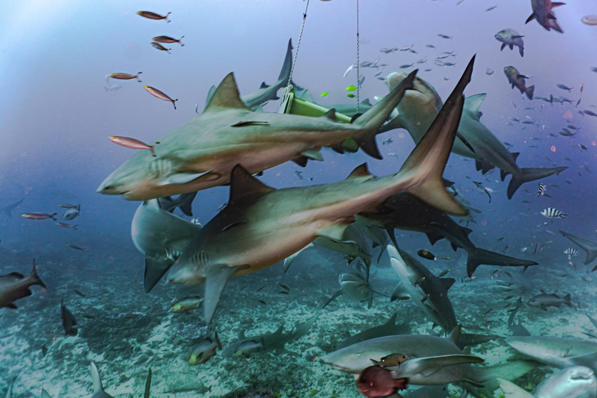 Beqa lagoon shark diving fiji