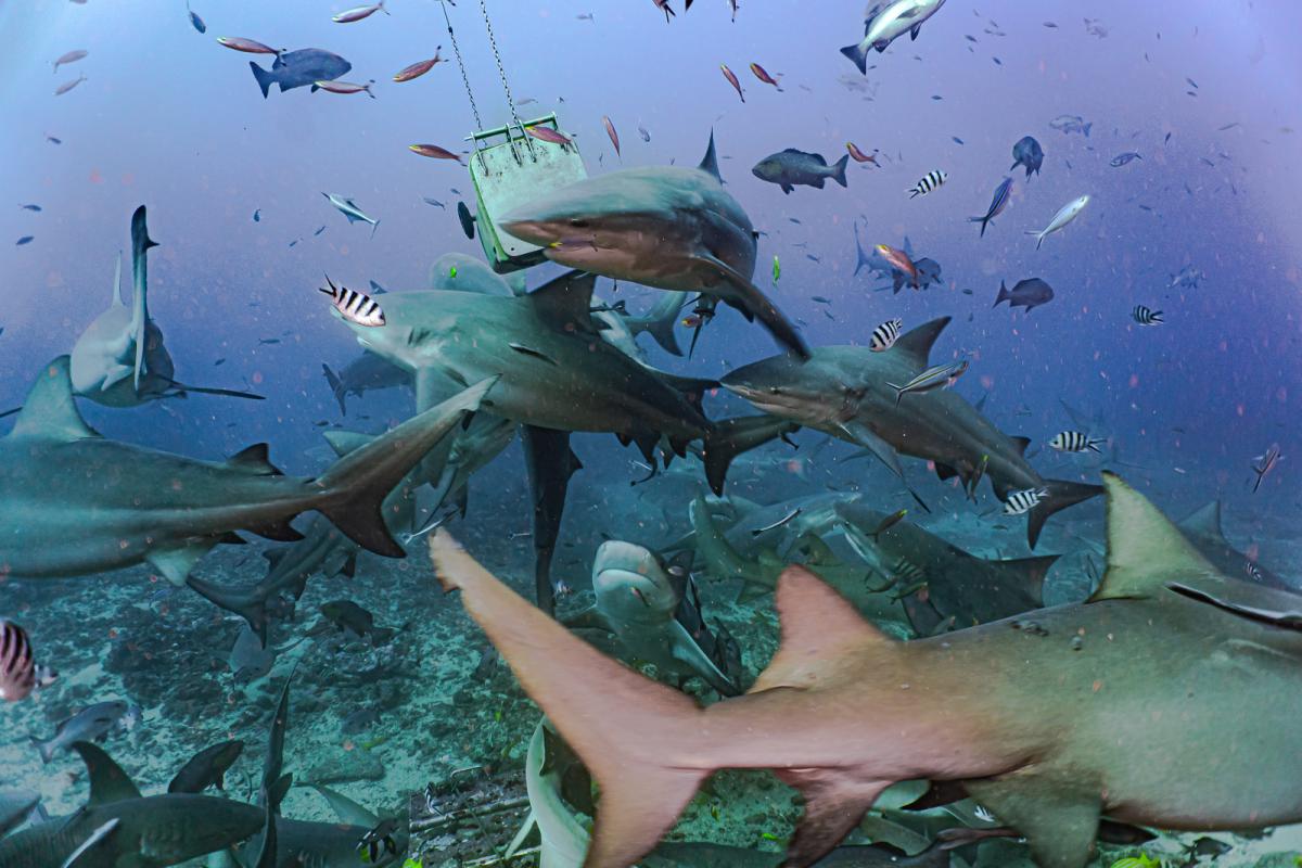 Beqa lagoon shark diving fiji