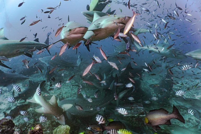 Beqa lagoon bull shark dive in Fiji