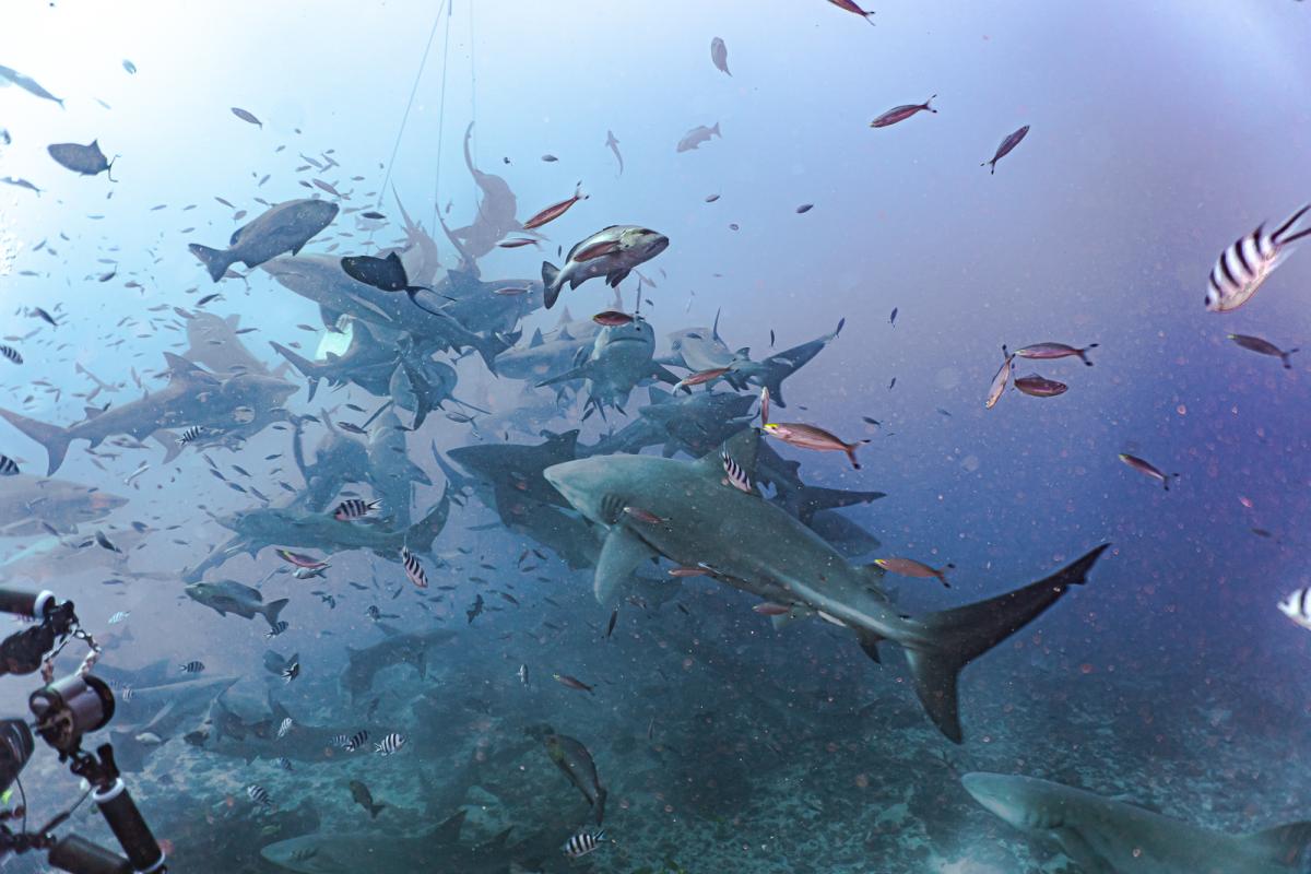 Beqa lagoon shark diving fiji