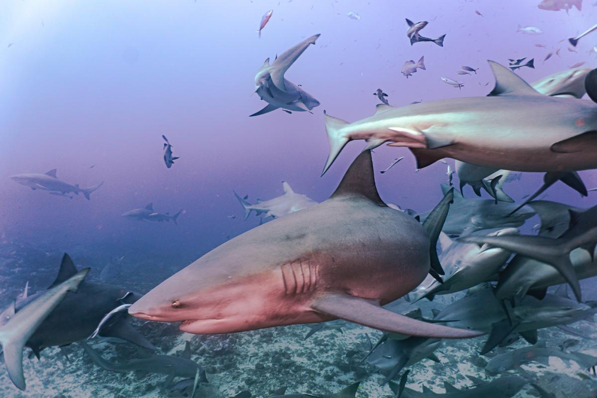 Beqa lagoon shark diving fiji