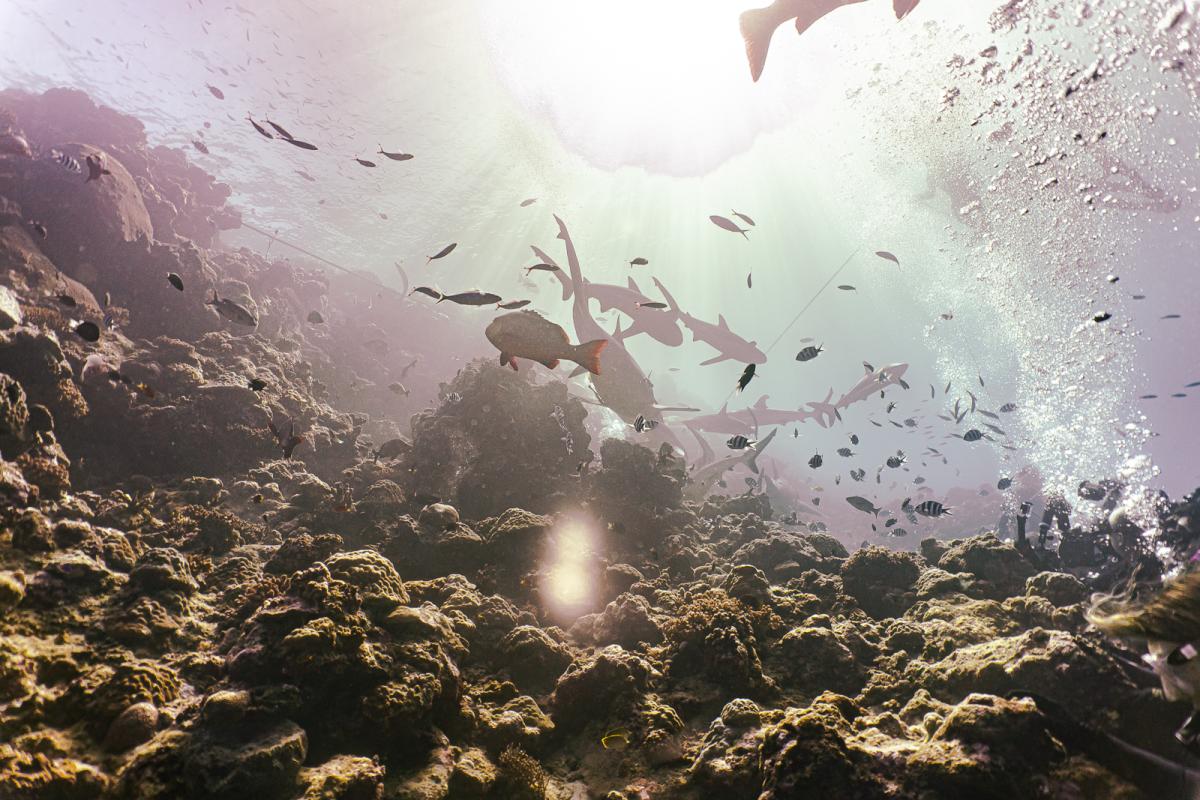 safety stop beqa lagoon fiji shark dive