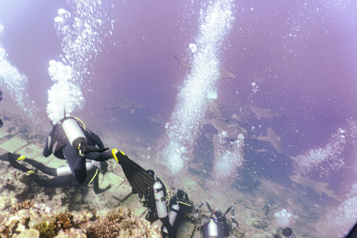 Beqa lagoon shark diving fiji