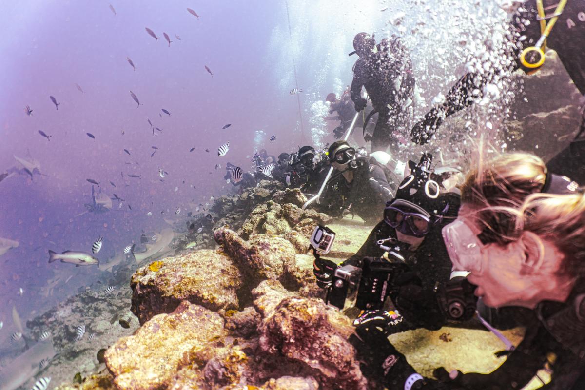Beqa lagoon shark diving fiji