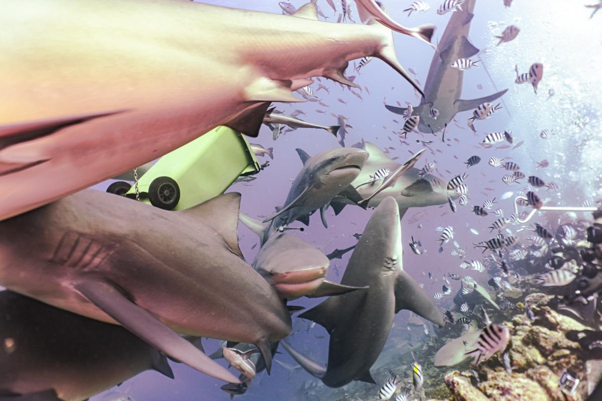 Beqa lagoon shark diving fiji