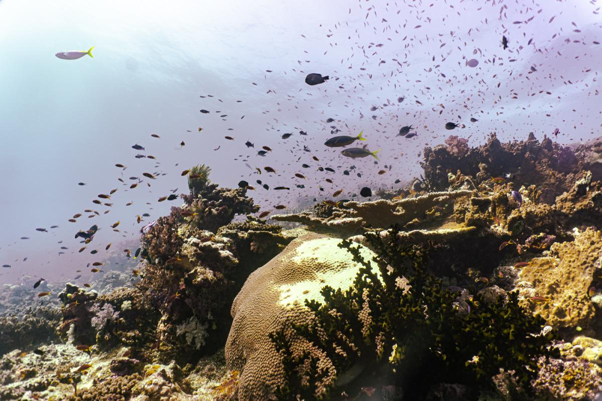 Rainbow Reef diving in the sumotomo strait of Fiji