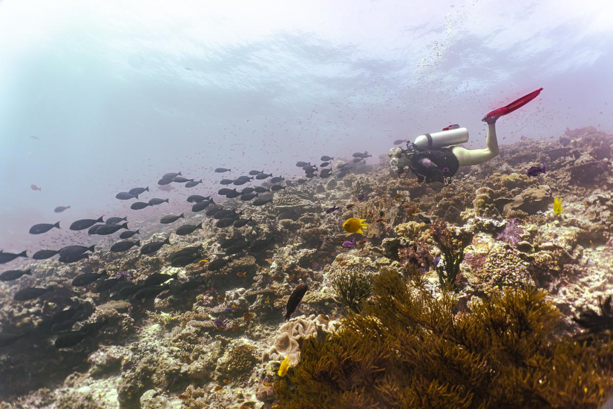 Rainbow Reef diving in the sumotomo strait of Fiji