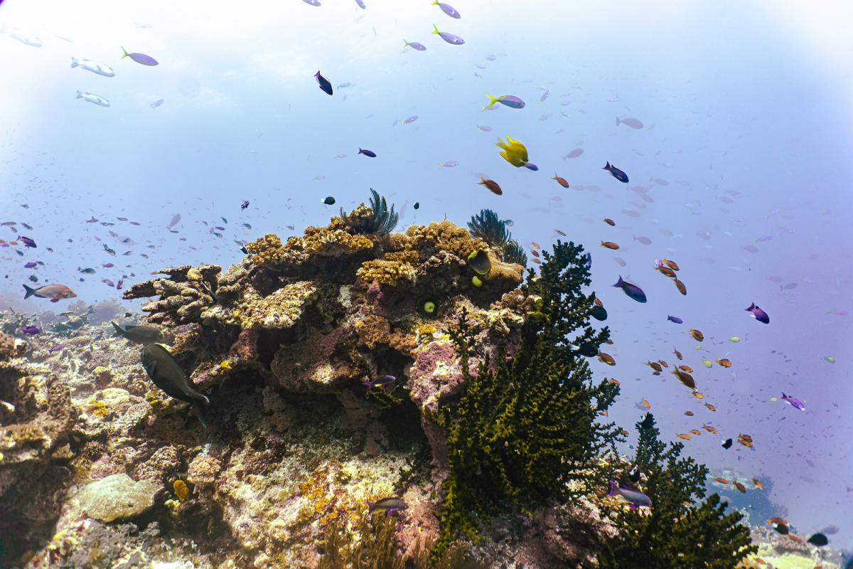 Rainbow Reef diving in the sumotomo strait of Fiji