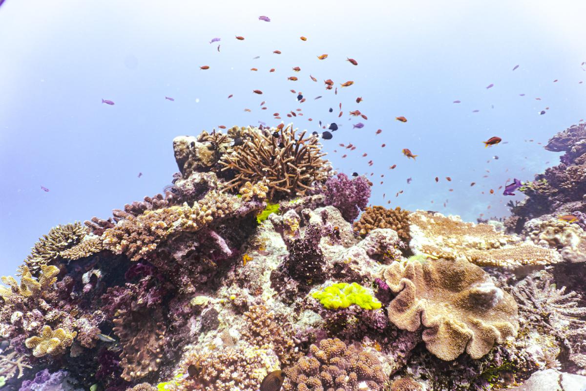 Rainbow Reef diving in the sumotomo strait of Fiji