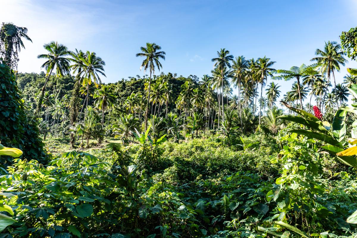 Bouma Waterfall of Taveuni