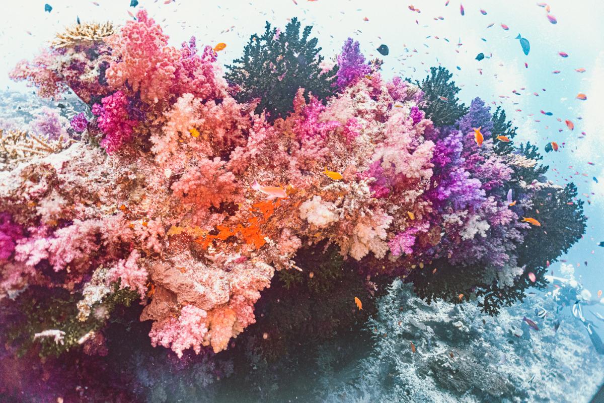 scuba diving at rainbow reef in the sumotomo strait of Taveuni Fiji