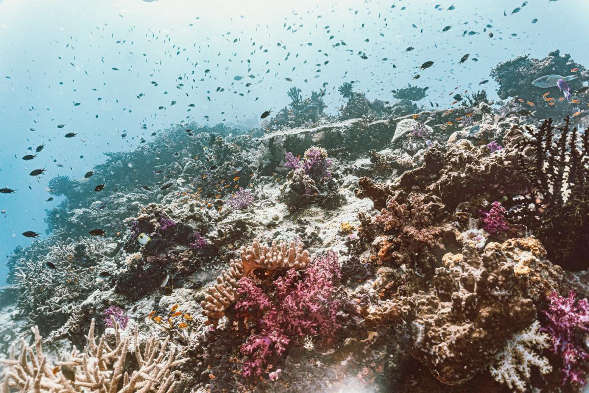 scuba diving at rainbow reef in the sumotomo strait of Taveuni Fiji