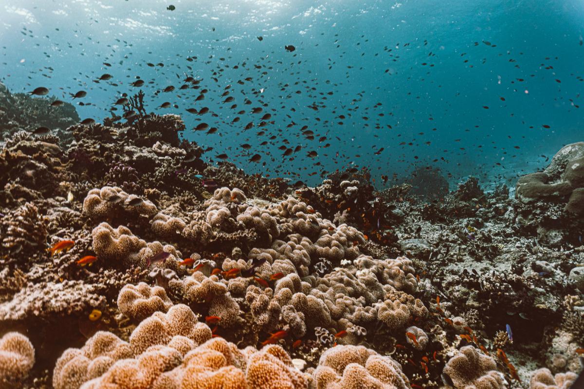 scuba diving at rainbow reef in the sumotomo strait of Taveuni Fiji