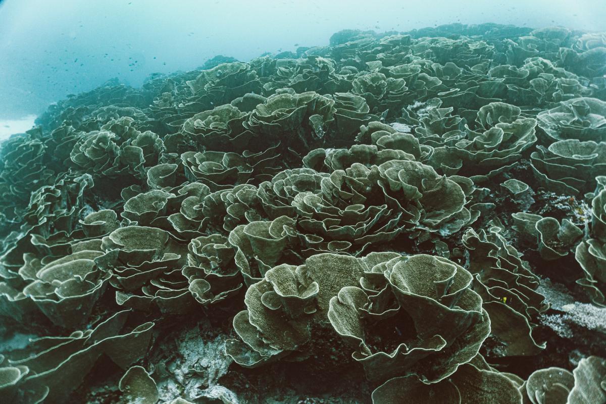 scuba diving at rainbow reef in the sumotomo strait of Taveuni Fiji