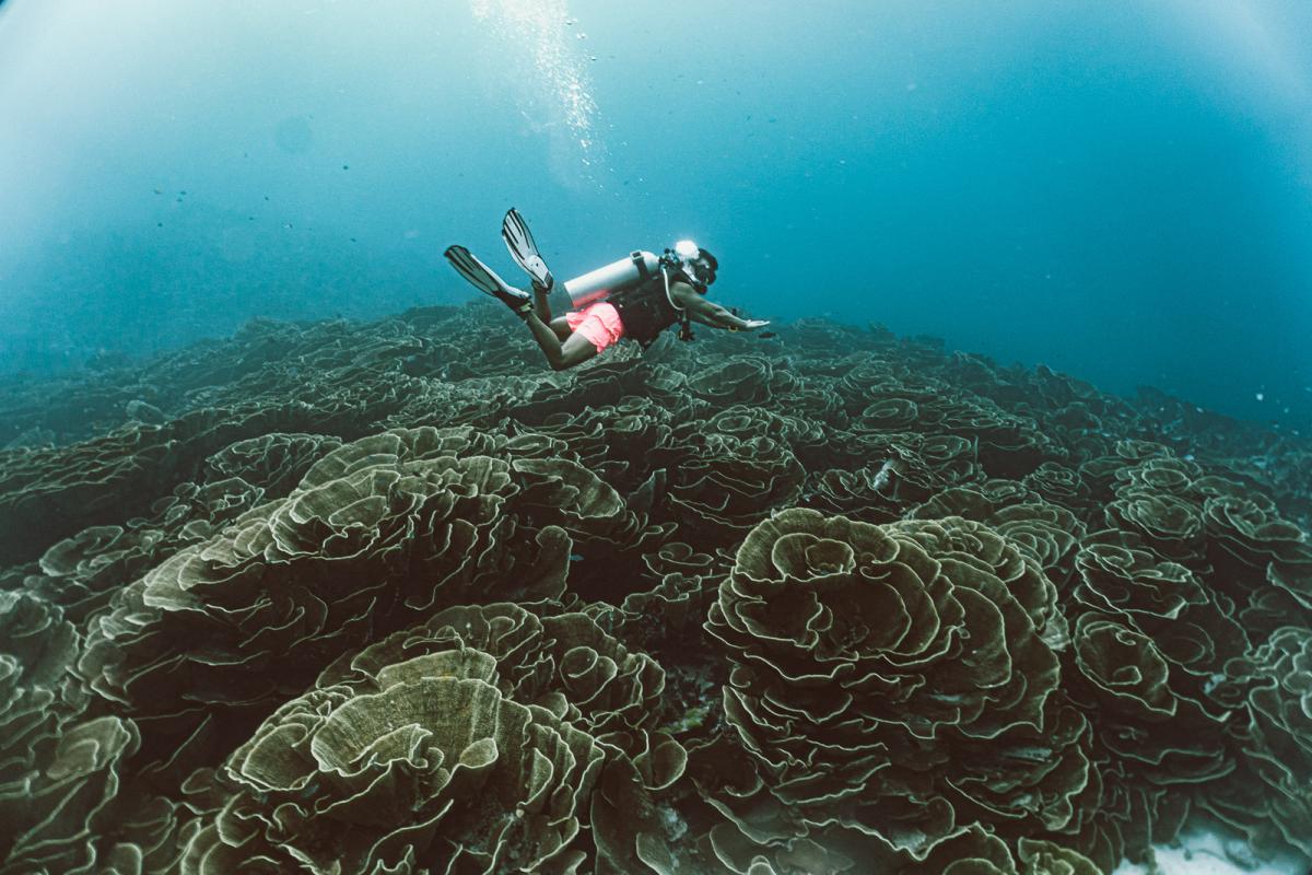 scuba diving at rainbow reef in the sumotomo strait of Taveuni Fiji