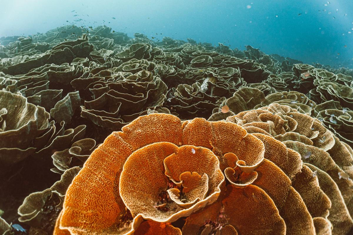 scuba diving at rainbow reef in the sumotomo strait of Taveuni Fiji