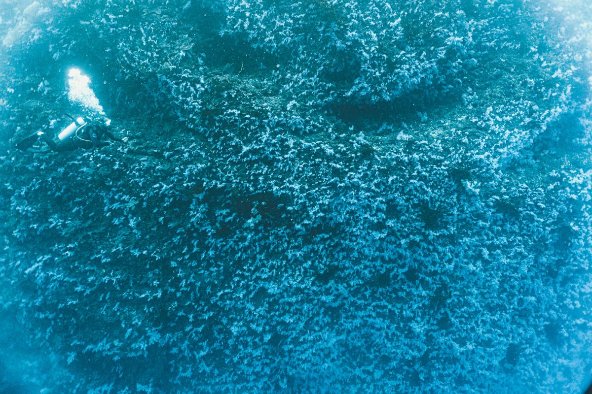 Great white wall rainbow reef dive taveuni in fiji