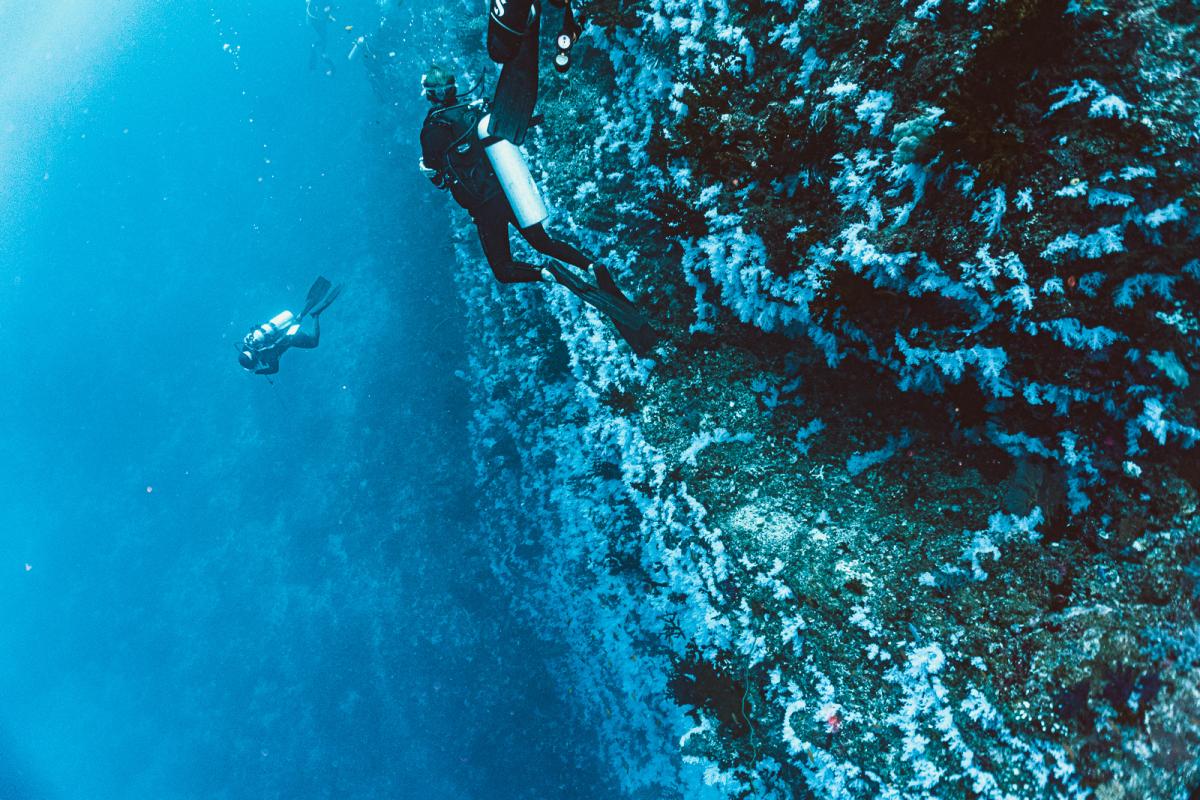 Great white wall rainbow reef dive taveuni in fiji